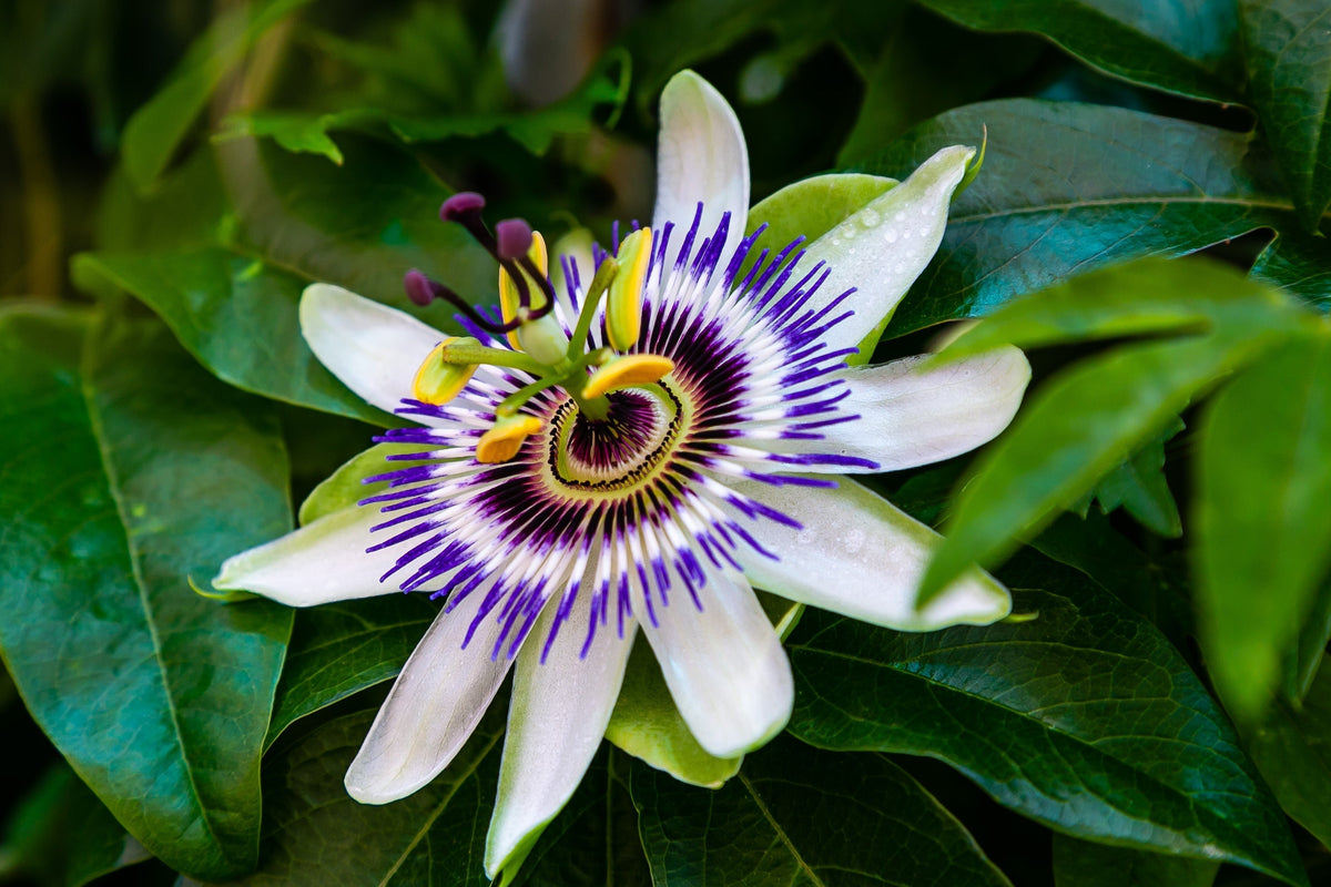 passiflore passiebloem passievrucht