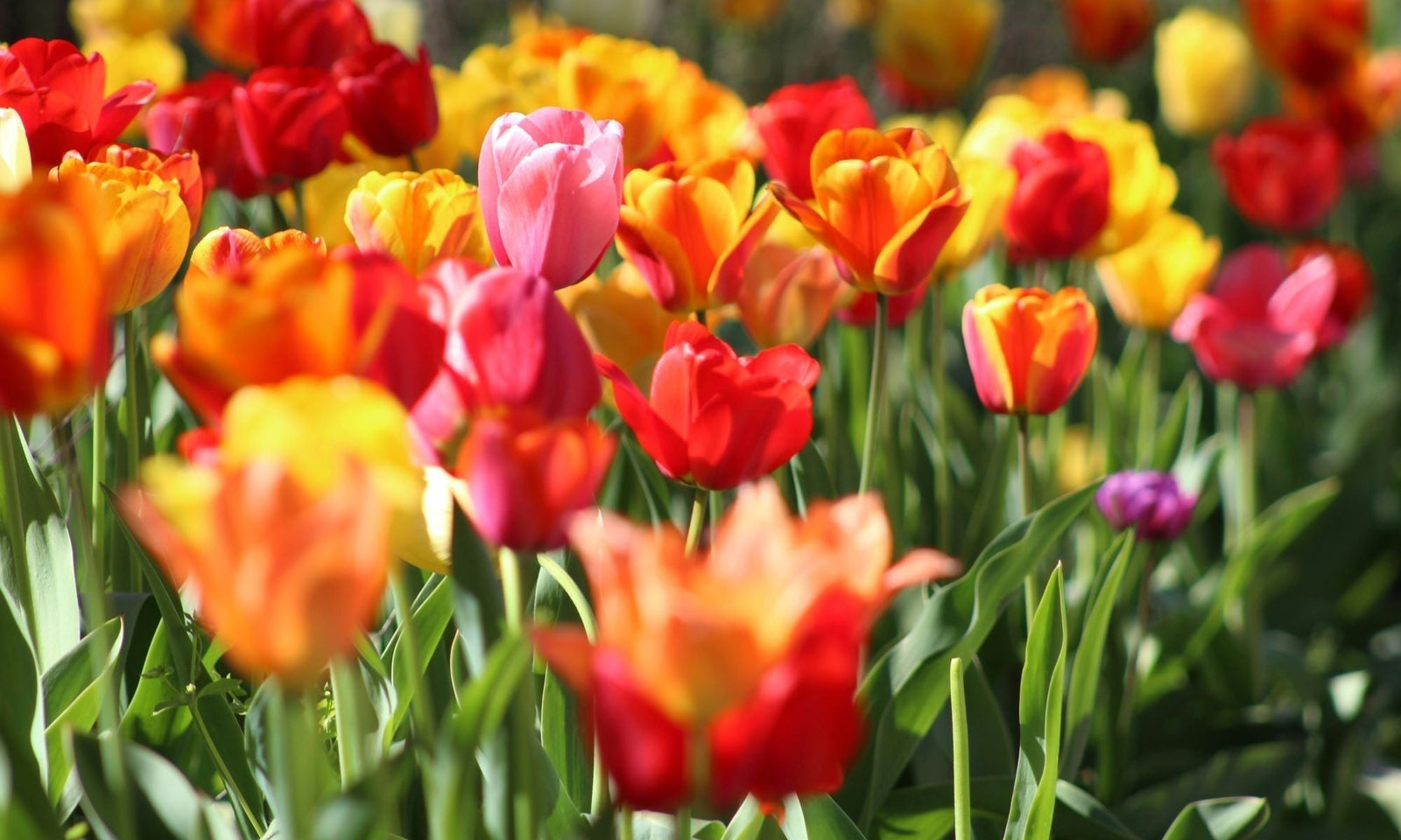 Planter des bulbes de fleurs : quand et comment ?