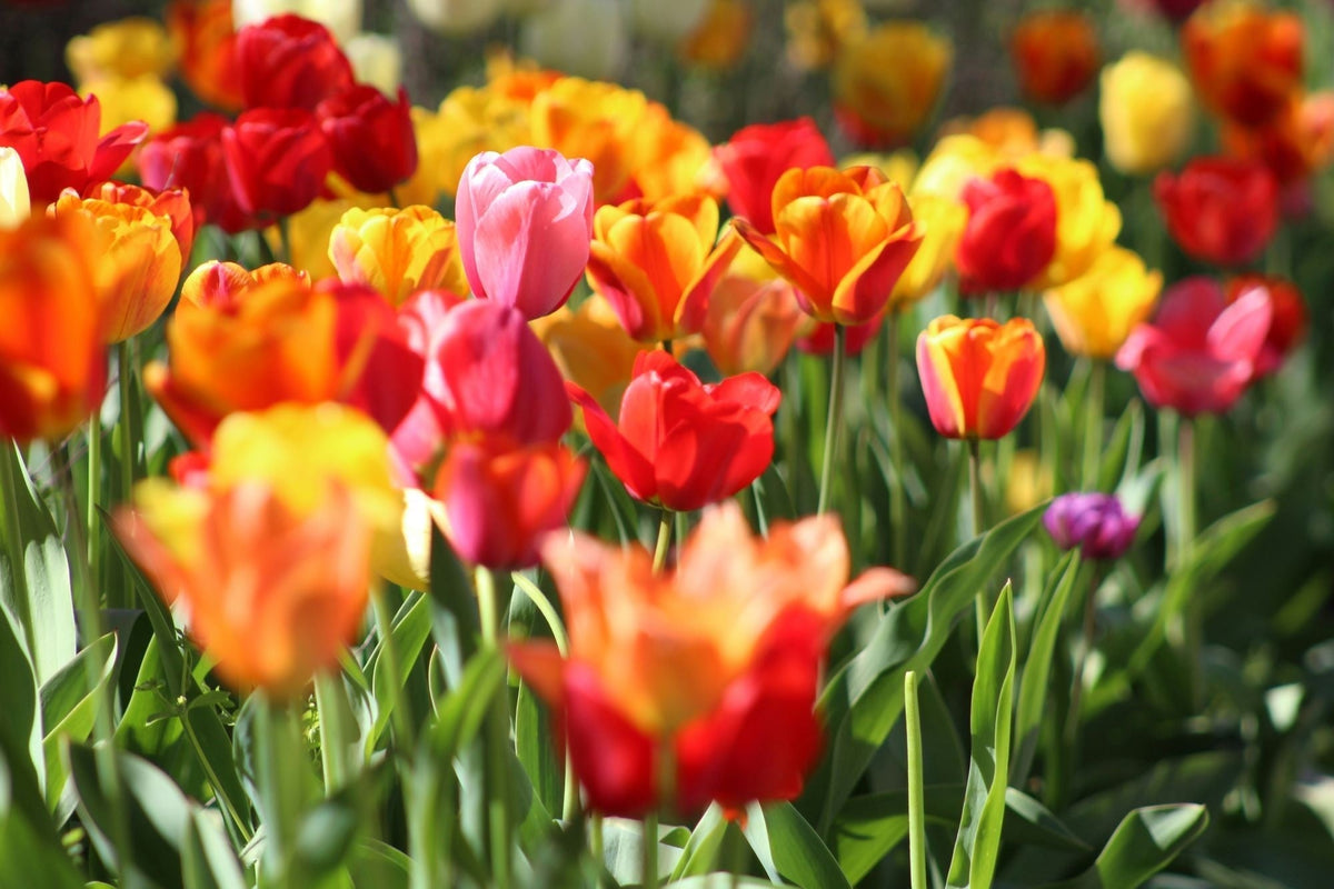 blog-bloembollen-planten-wanneer-en-hoe
