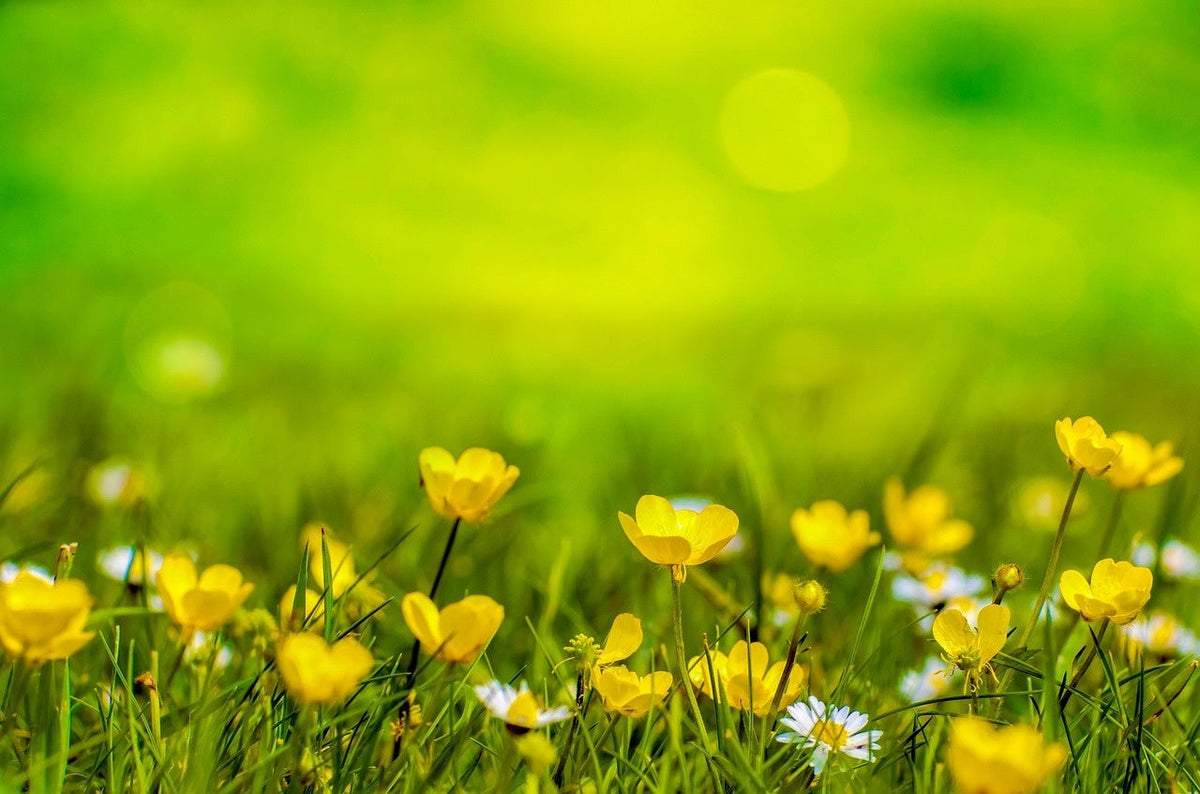 blog-gele-bloemen-in-gazon-onkruid-of-niet