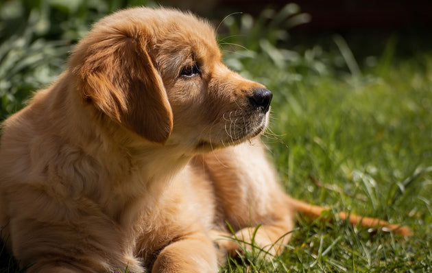 blog-giftige-planten-voor-honden
