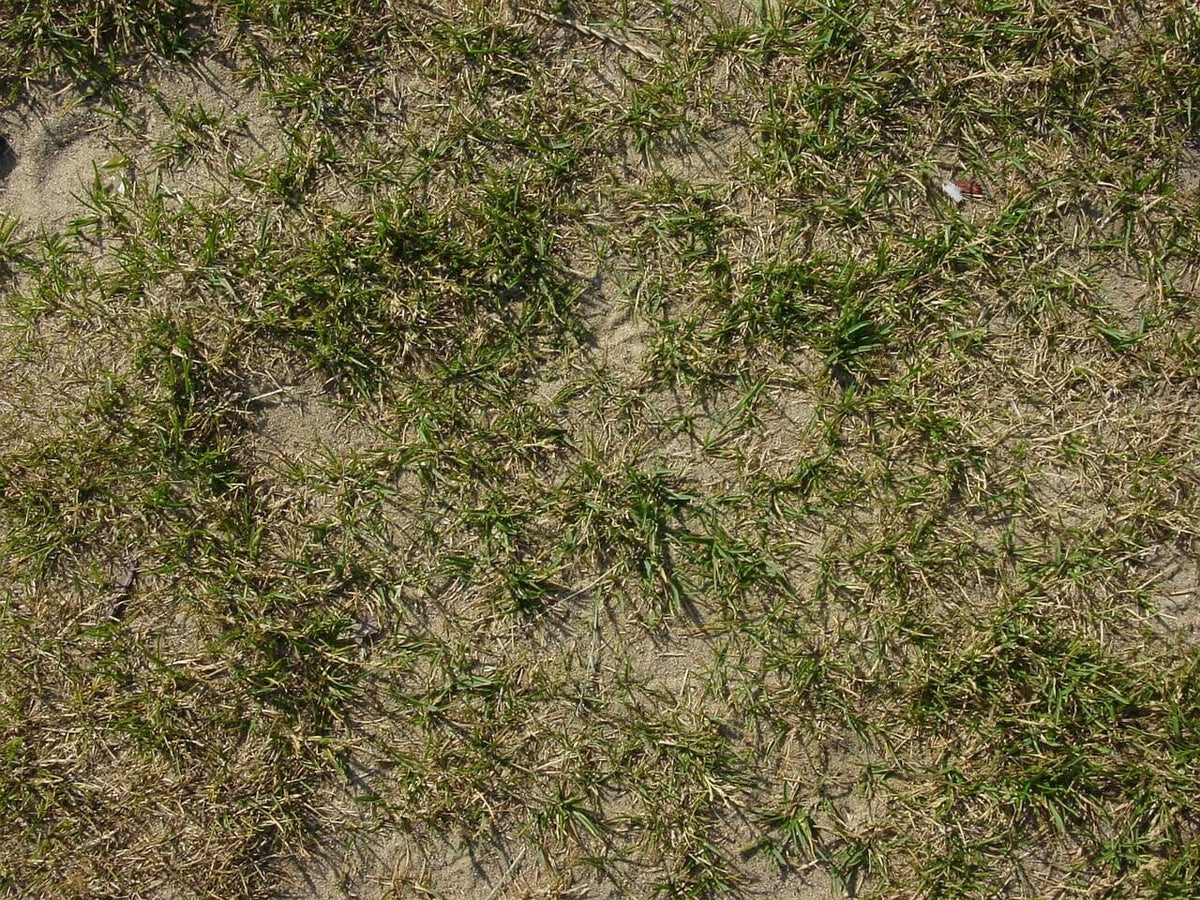 blog-hoe-kun-je-het-oude-gras-verwijderen