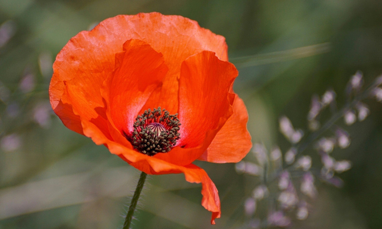 Comment semer des coquelicots ?