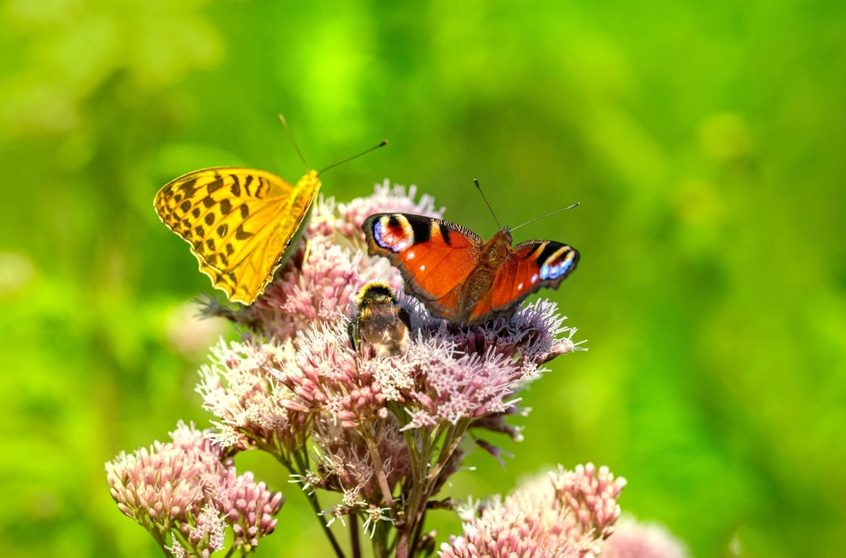 blog-maak-je-tuin-insectenvriendelijk