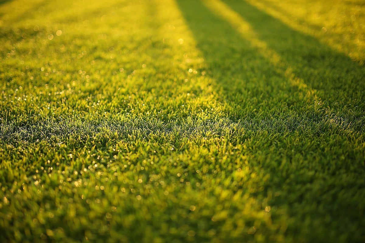 blog-mijn-gras-groeit-niet