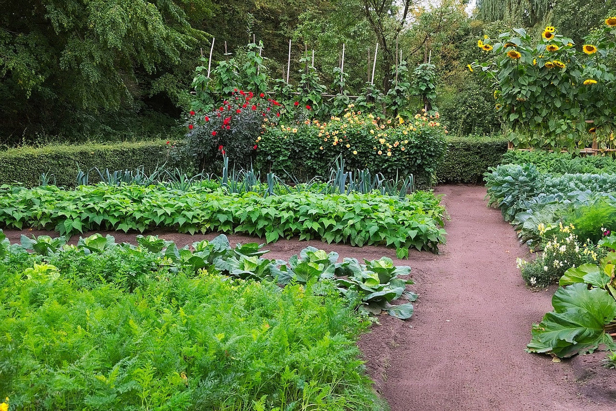blog-moestuin-beginnen