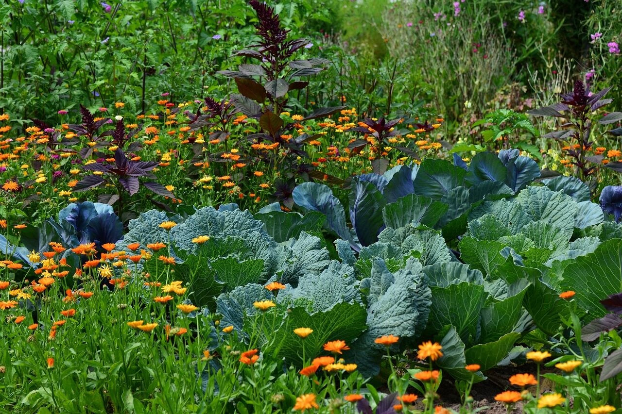 Fleurs du potager