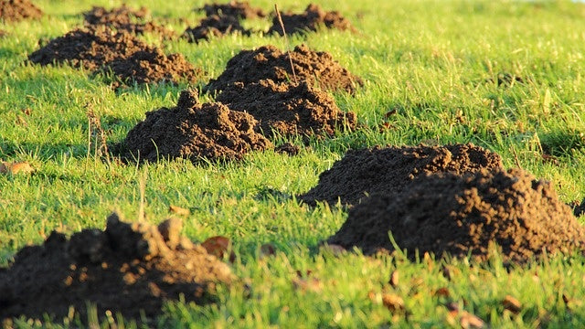 blog-mollen-in-de-tuin-vangen-bestrijden-en-voorkomen