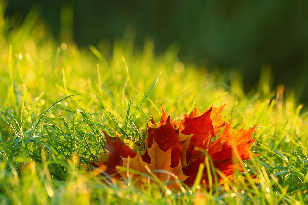 Fertilisation du jardin en automne