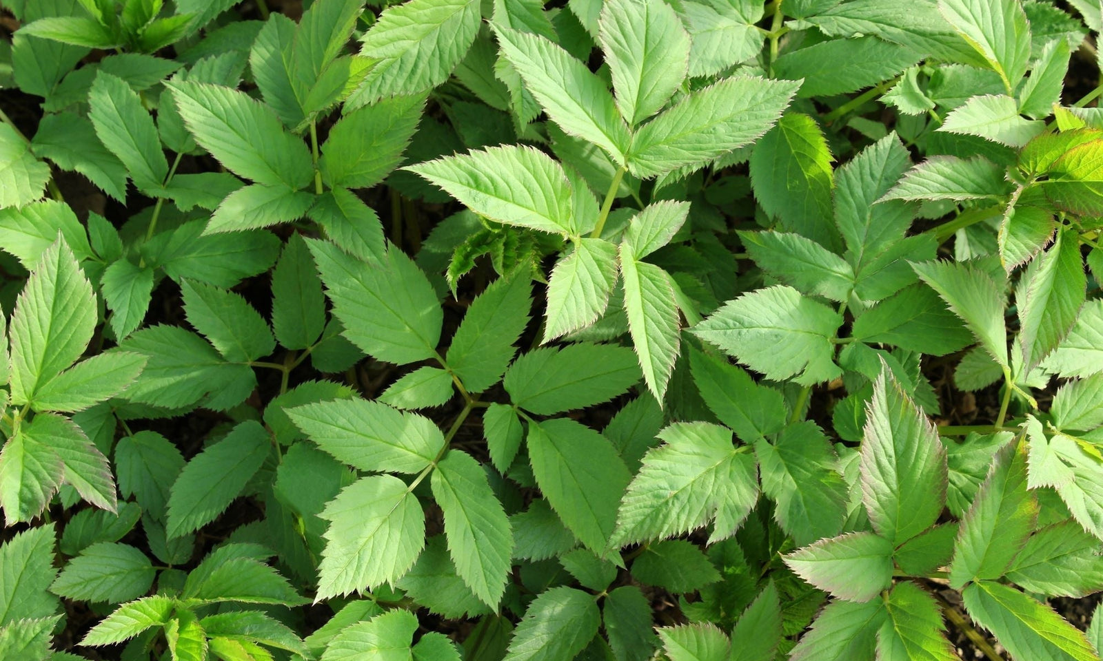 Lutter contre l’égopode dans le jardin