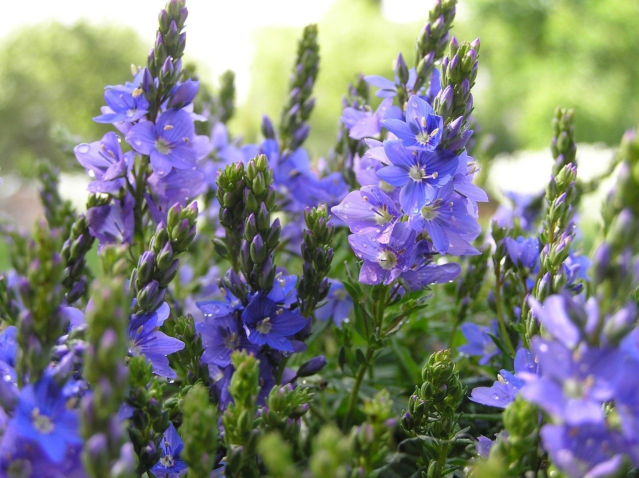 Semer des plantes couvre-sol contre les mauvaises herbes