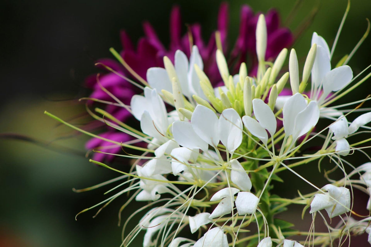 Cleome_kattensnor_kennisbank