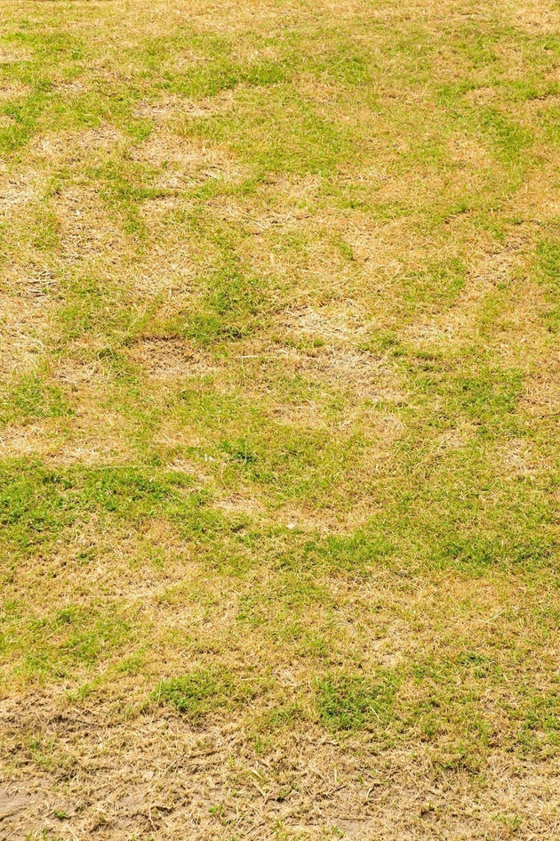 Geel gras-min