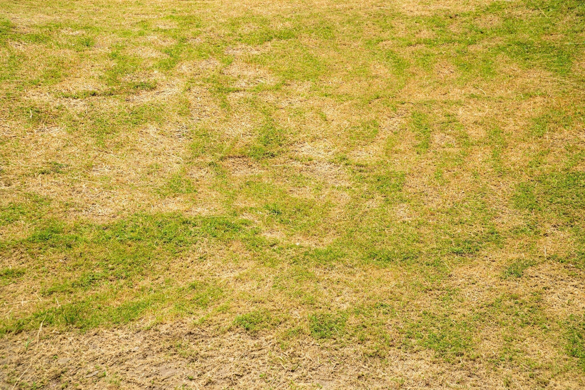 Geel gras-min