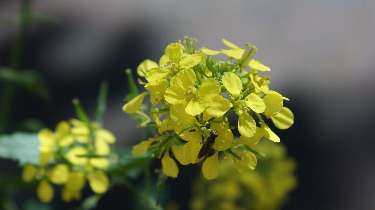 Gele mosterd - Sinapis alba