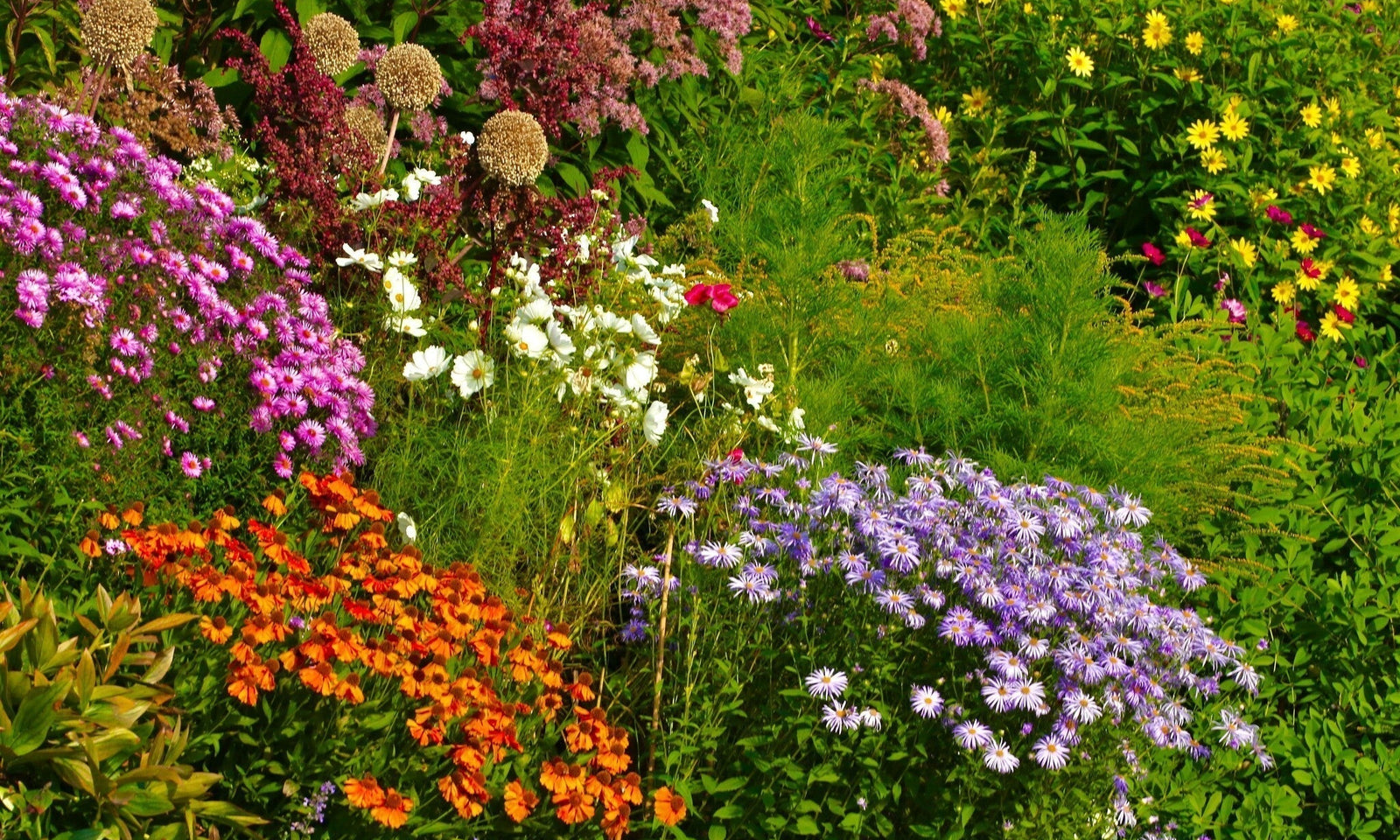 Plantes parfumées dans le jardin
