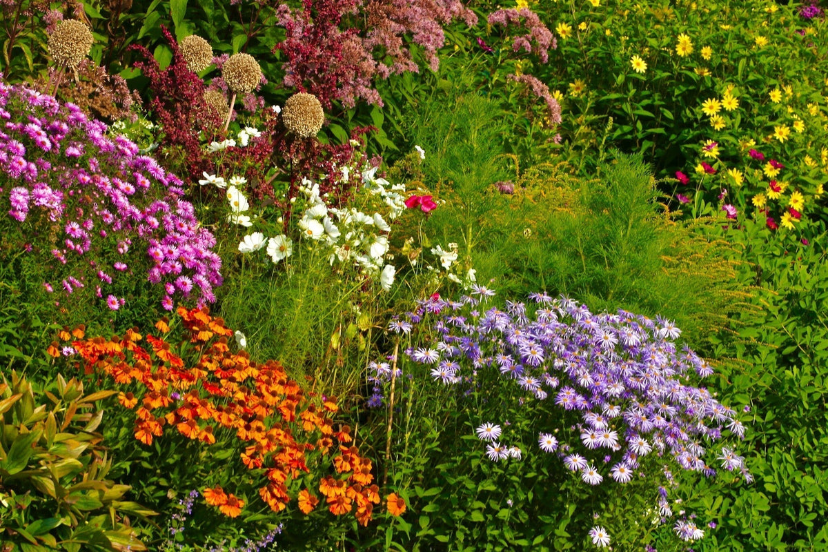 Geurende planten in de tuin