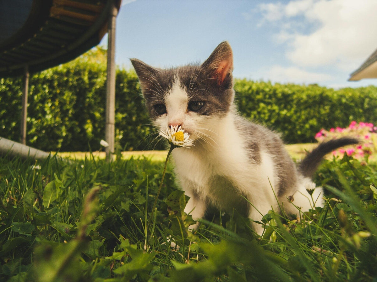 Giftige planten katten