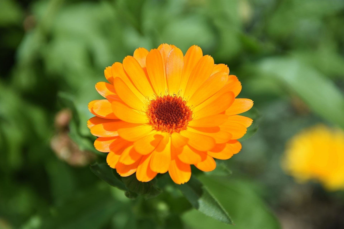 Goudsbloem_calendula_officinalis