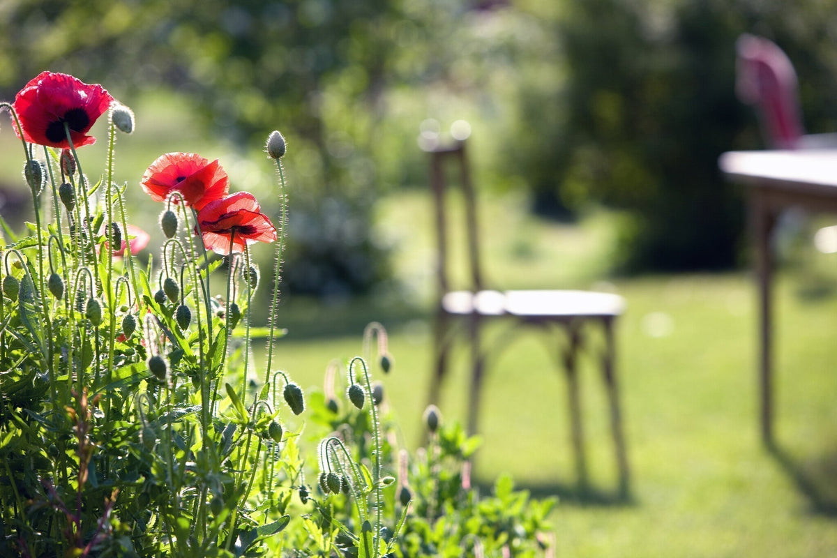 groene tuin