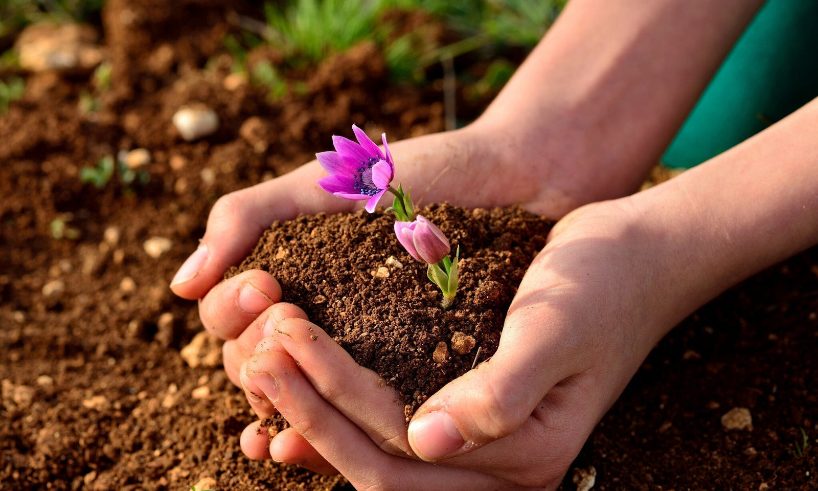 Quelle est la vitesse de germination des graines de fleurs ?