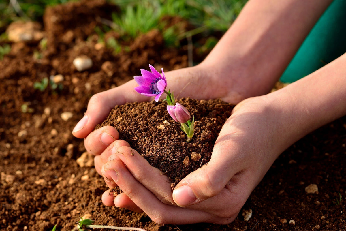 Hoe snel komen bloemzaadjes uit