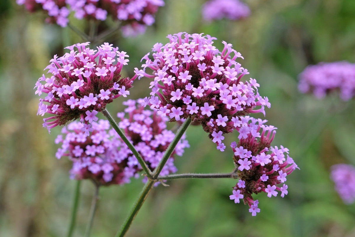 Ijzerhard Verbena