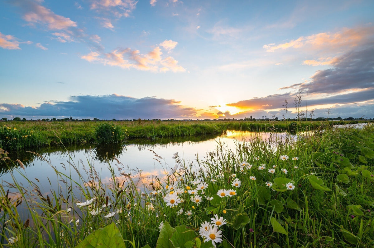 Inheemse planten