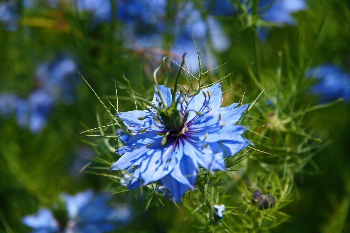juffertje-in-het-groen-nigella-damascena