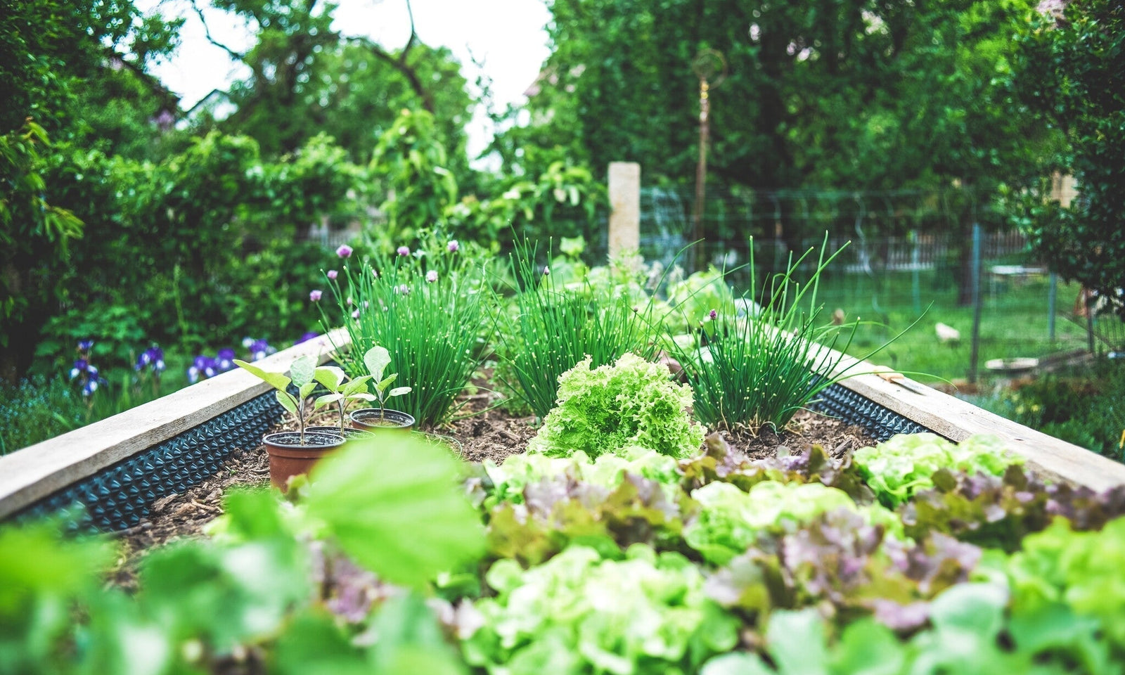 Création d'un jardin d'herbes aromatiques : Cultivez vos propres herbes !