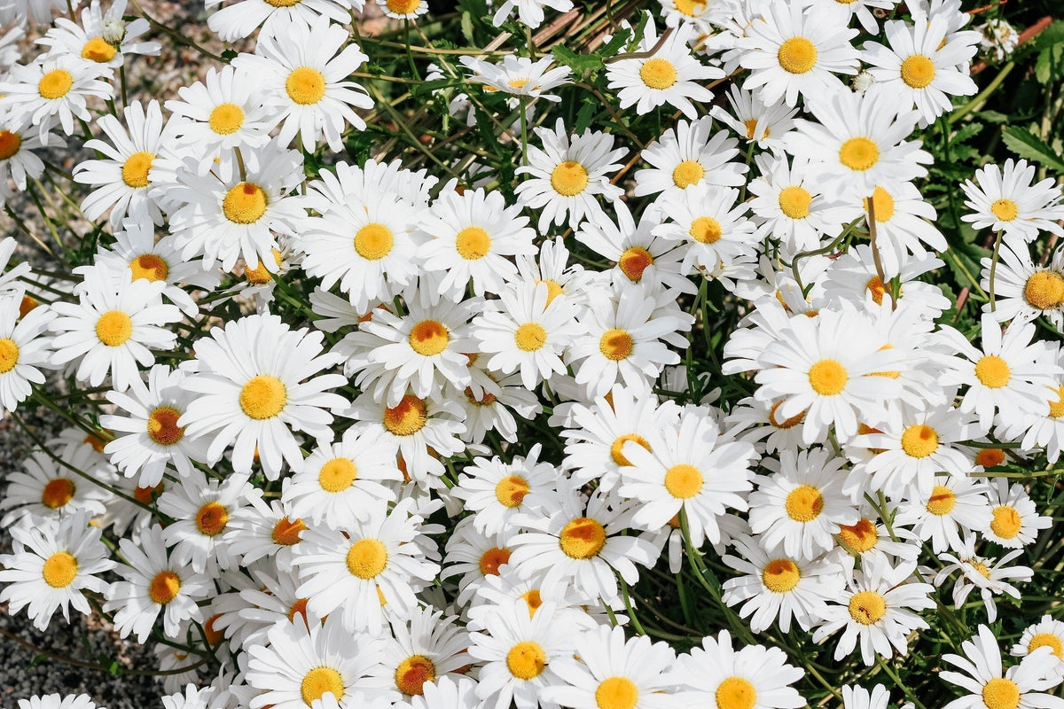Margrieten
