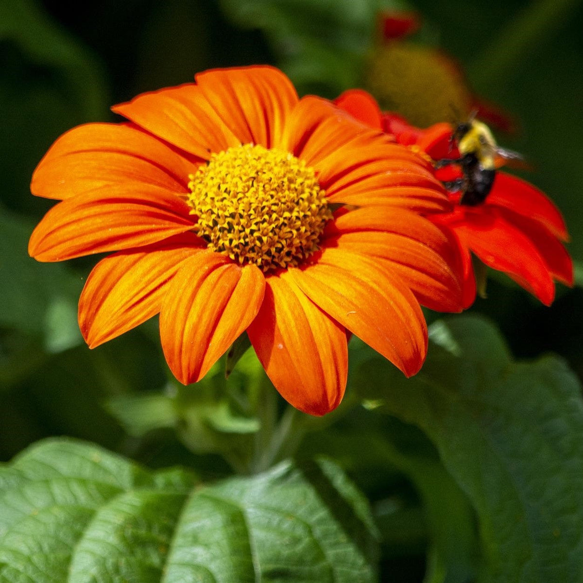 mexicaanse_zonnebloem_kennisbank