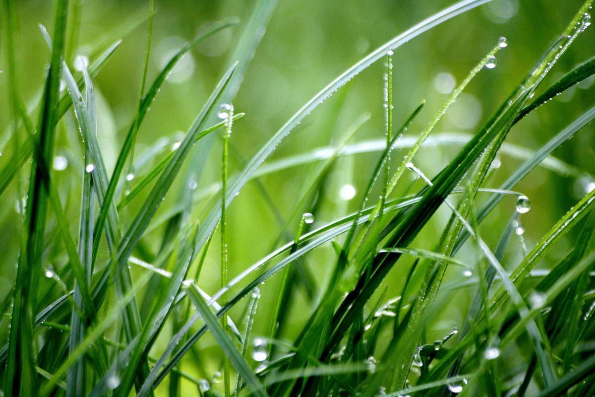Nat gras maaien