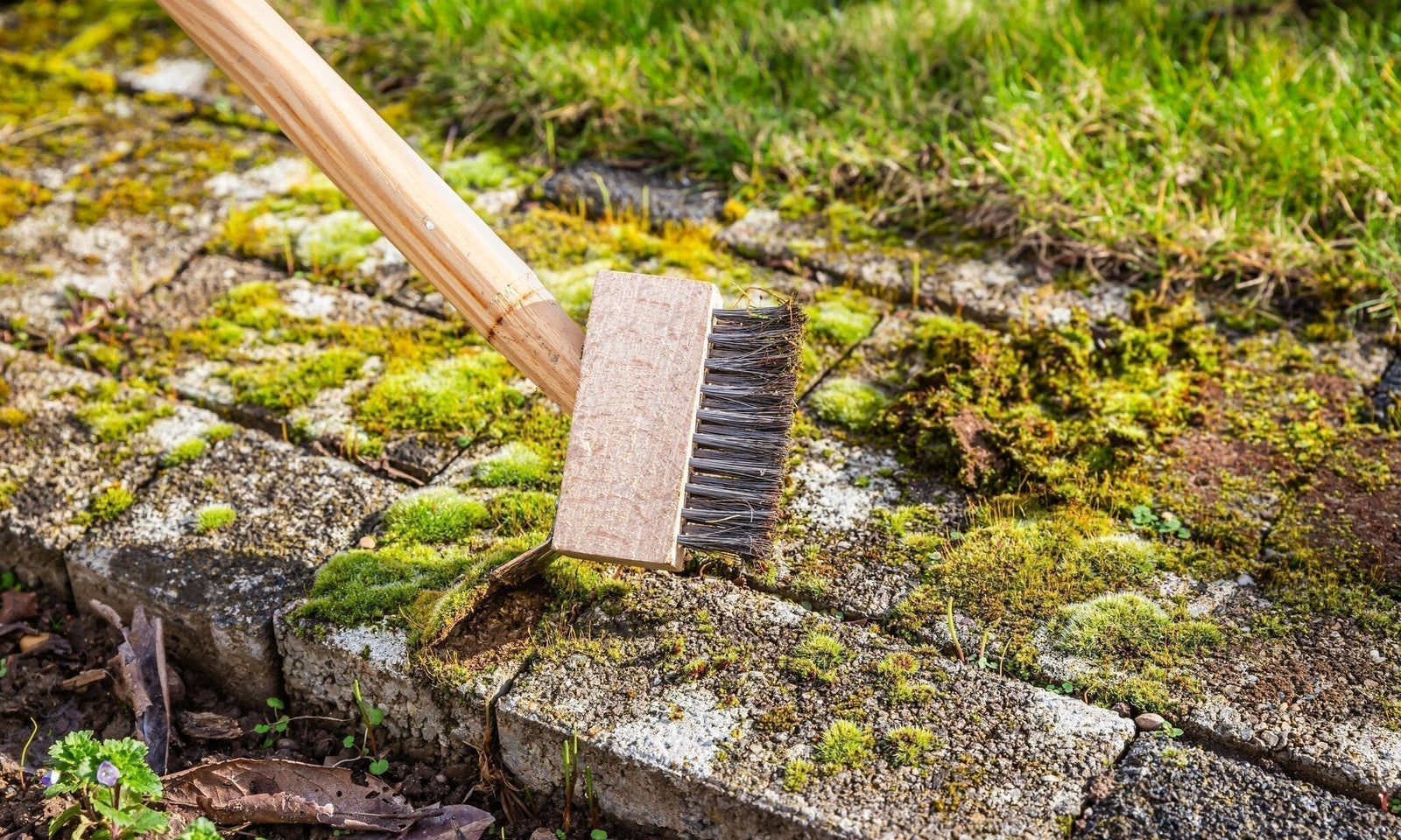 Prévenir et contrôler les mauvaises herbes et la mousse