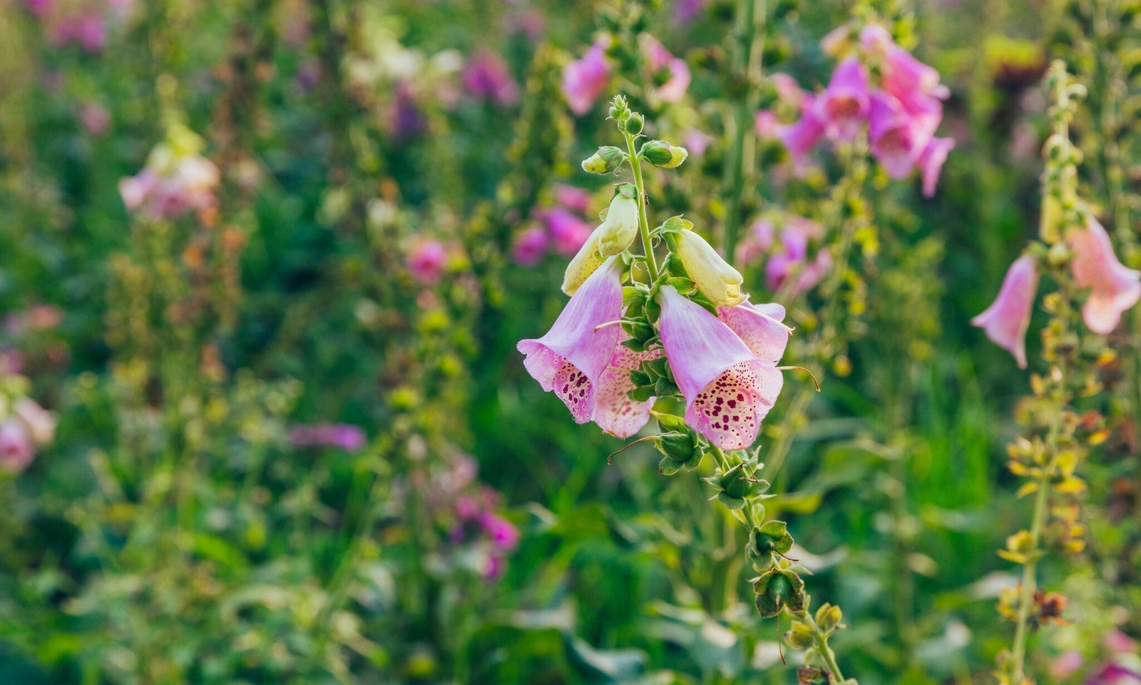 Les fleurs sauvages indispensables pour votre prairie fleurie