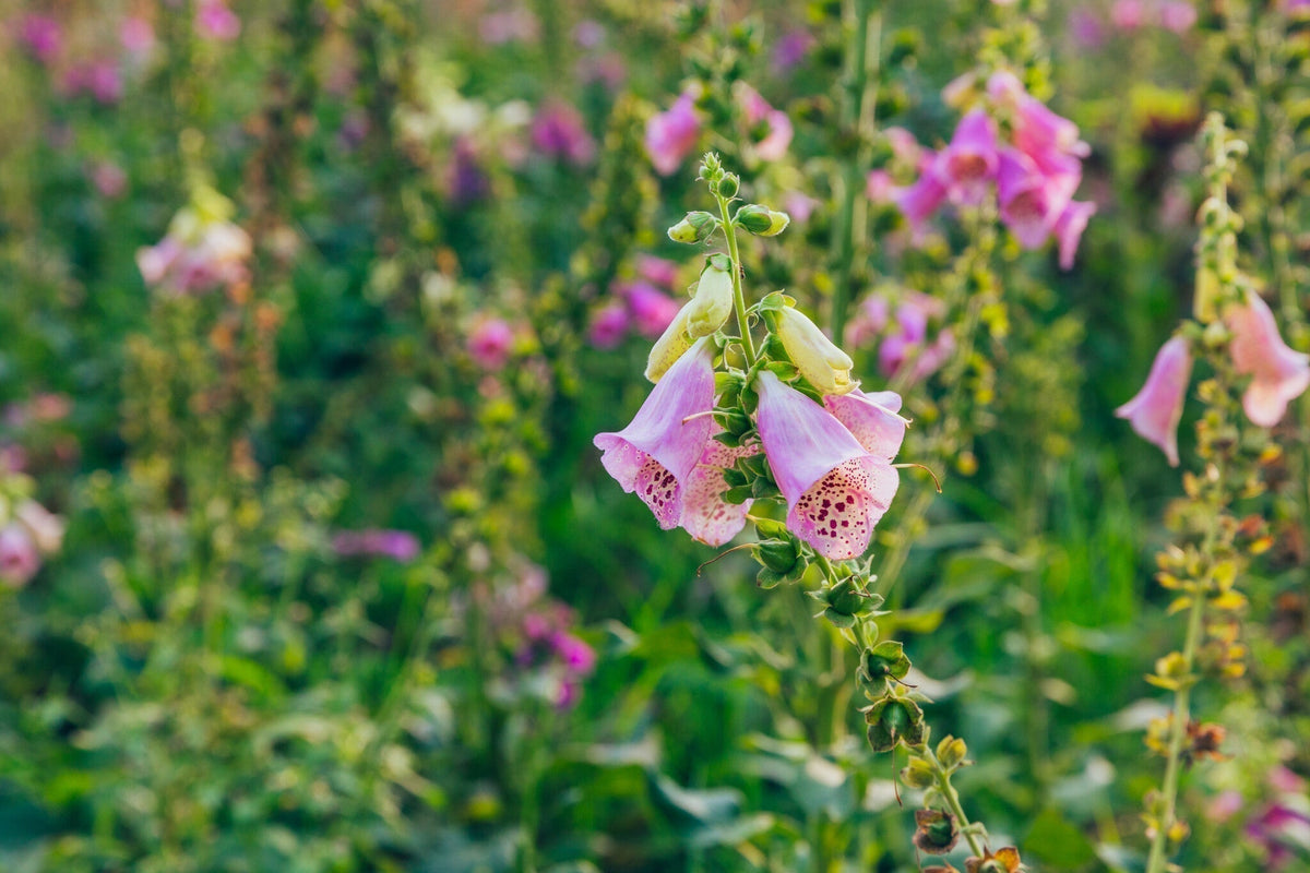 Onmisbare wilde bloemen voor in je bloemenweide