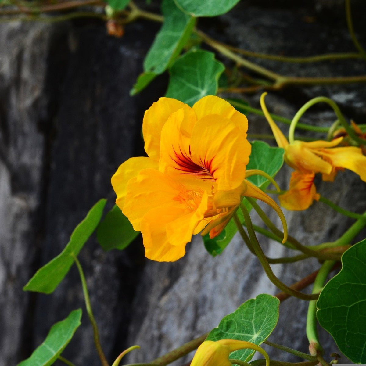 Oost-Indische_kers_Kennisbank