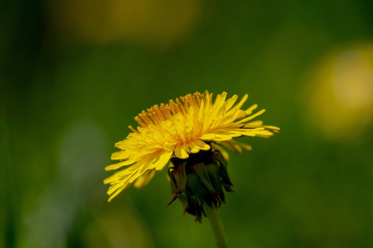 Paardenbloem_kennisbank