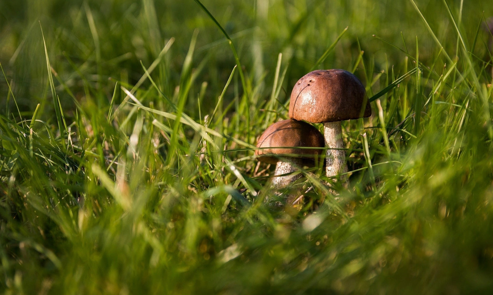 Contrôle des champignons dans la pelouse