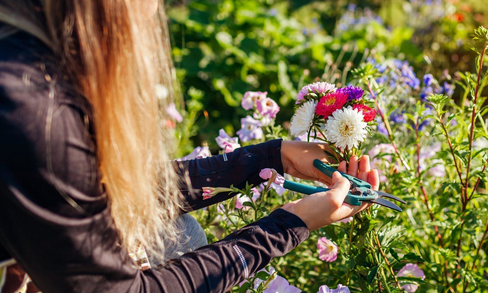 Fleurs coupées populaires pour le jardin