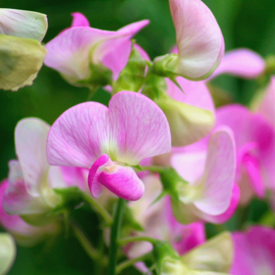 Reukerwt-Lathyrus_orodatus