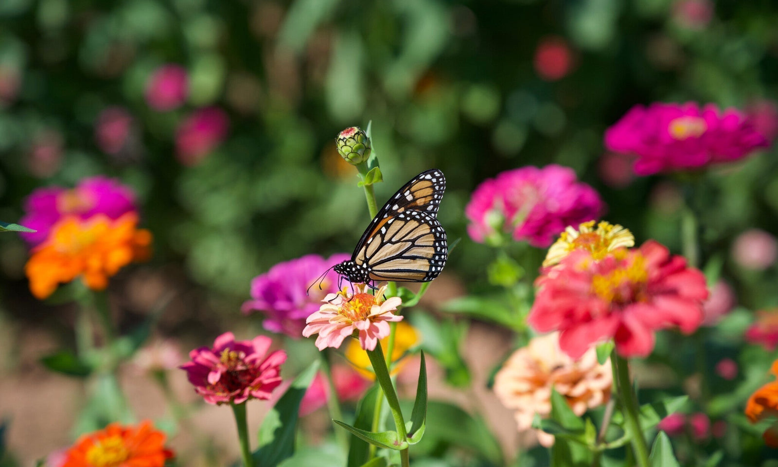 Conseils pour attirer plus de papillons dans votre jardin