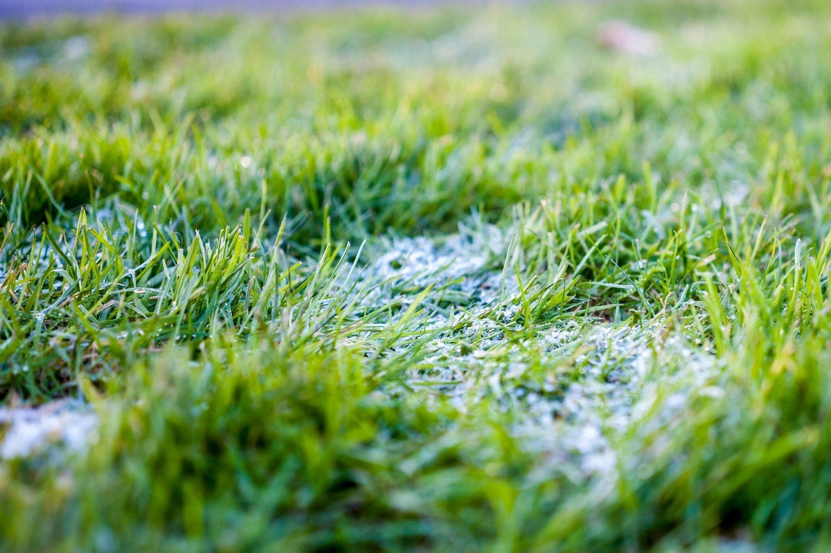 Sneeuwschimmel bestrijden
