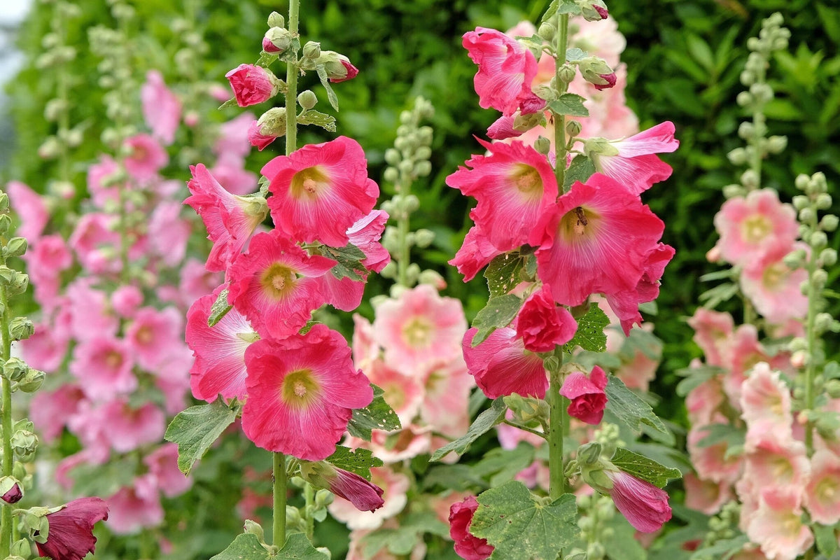 Stokroos alcea rosea