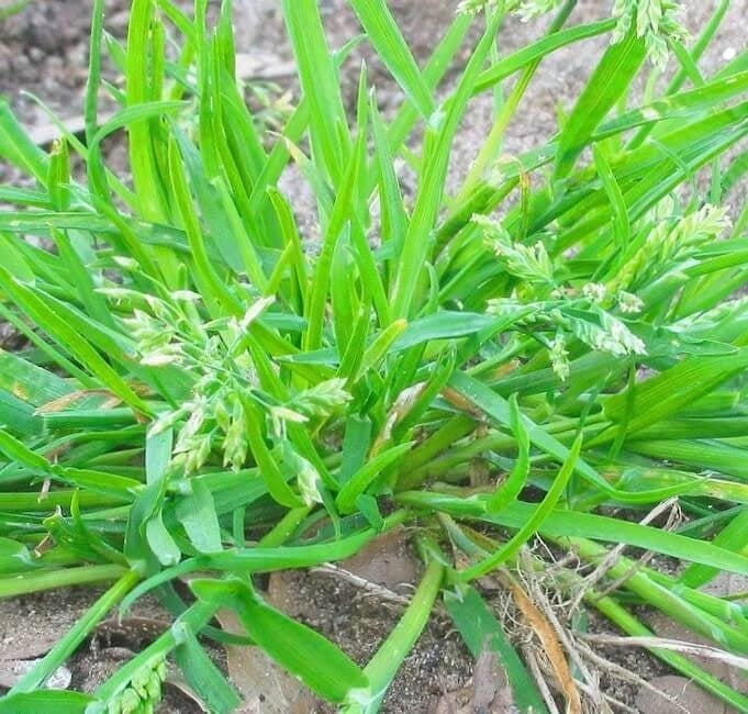 Lutter contre les herbes folles dans votre pelouse