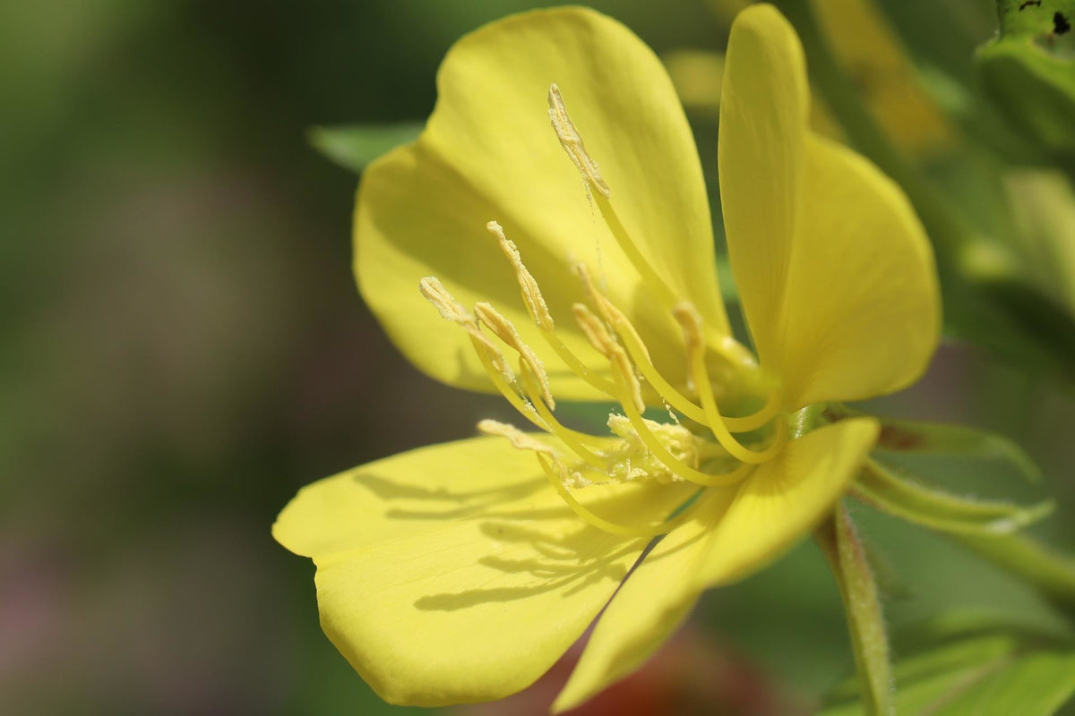 Teunisbloem - Oenothera lamarckiana