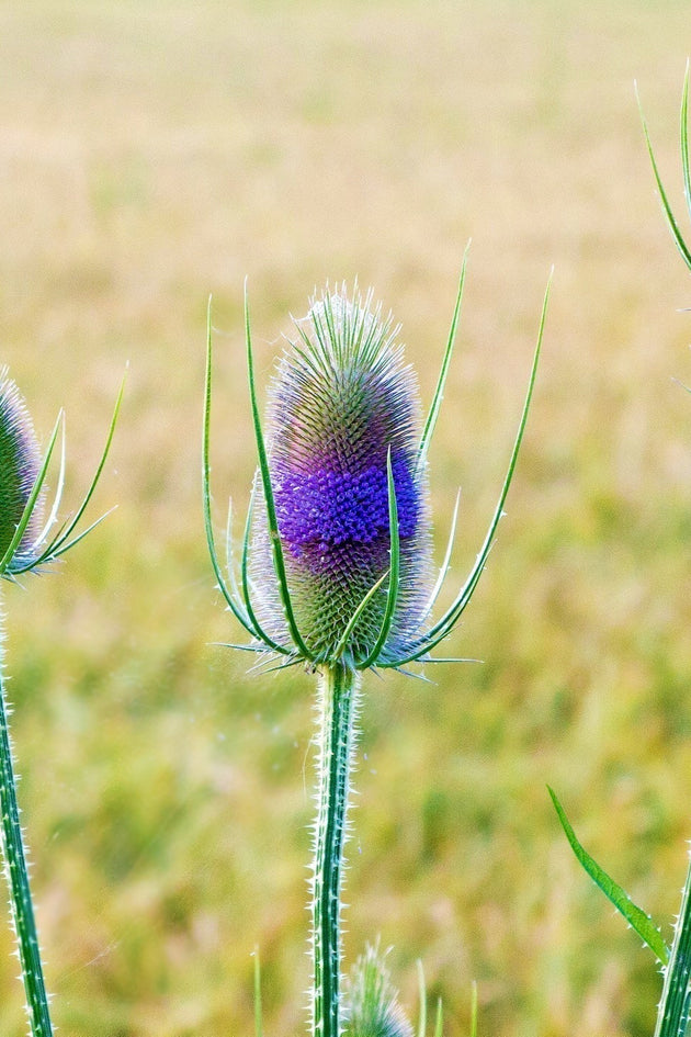 thistle-gcb275ddb0_1920