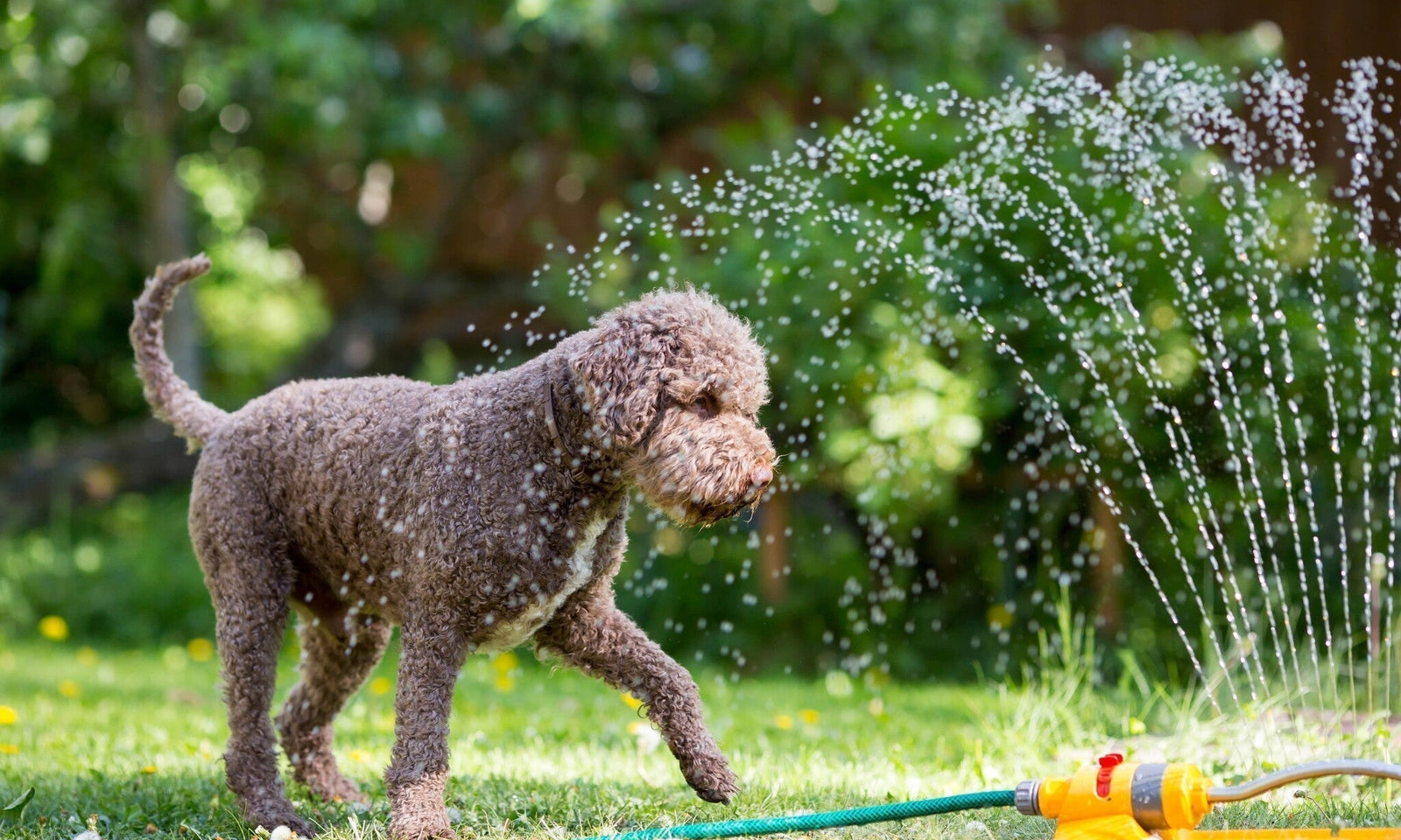 Calendrier du jardinage pour d'août : profitez de votre jardin chez vous !
