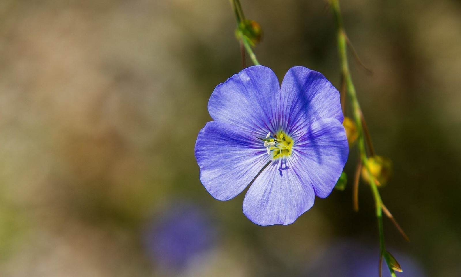 Lin - Linum