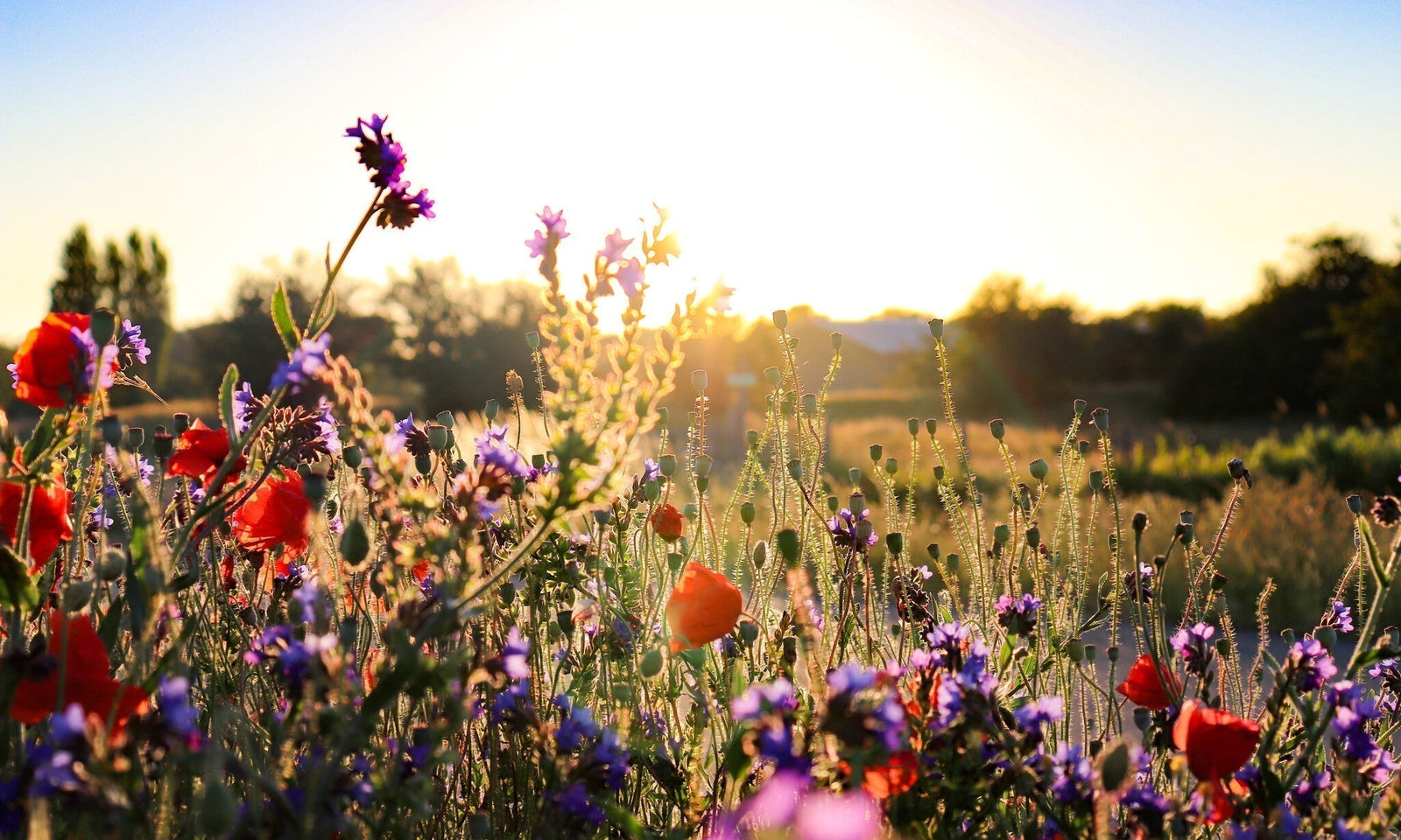 Qu'est-ce qu'une prairie fleurie ?